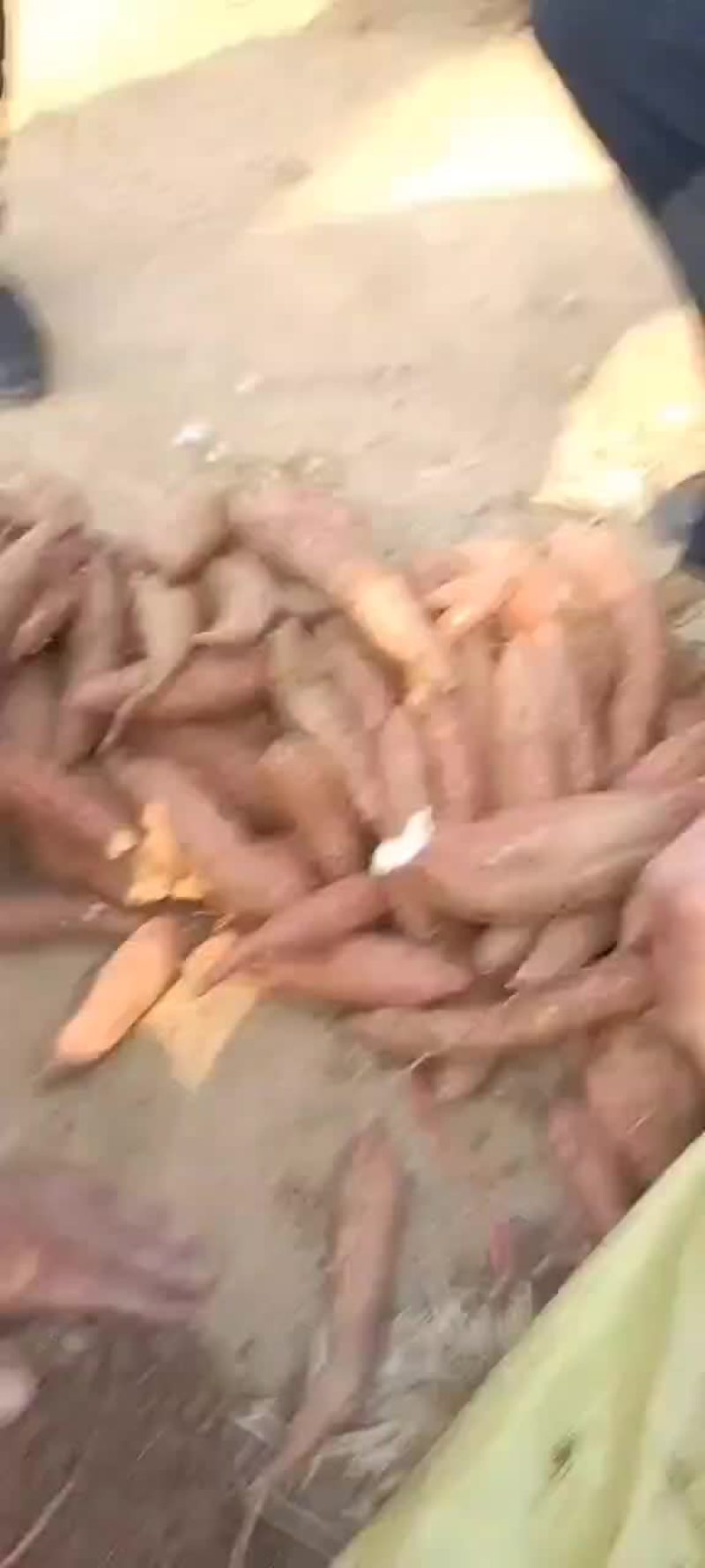 大量出售商薯19