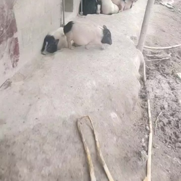 大小都有价格优惠