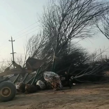 24榉树正在装车