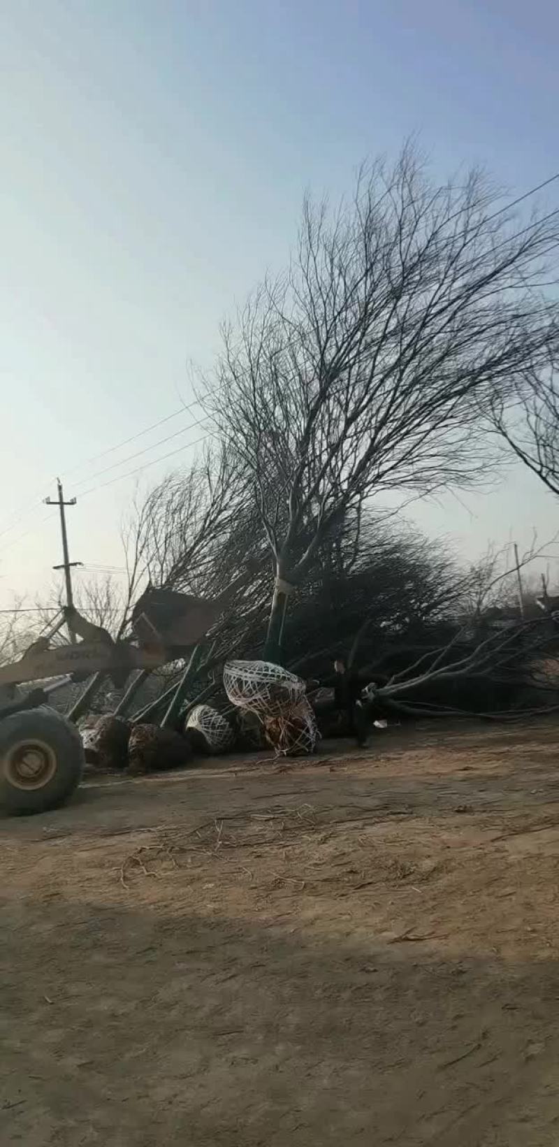 24榉树正在装车