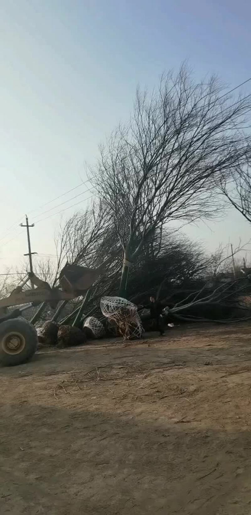 24榉树正在装车