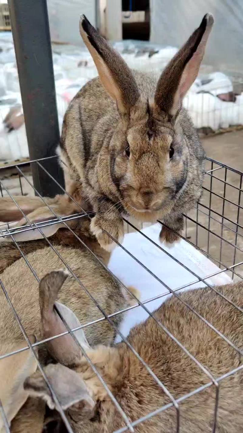 比利时兔