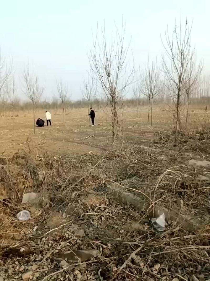 白蜡树。法桐