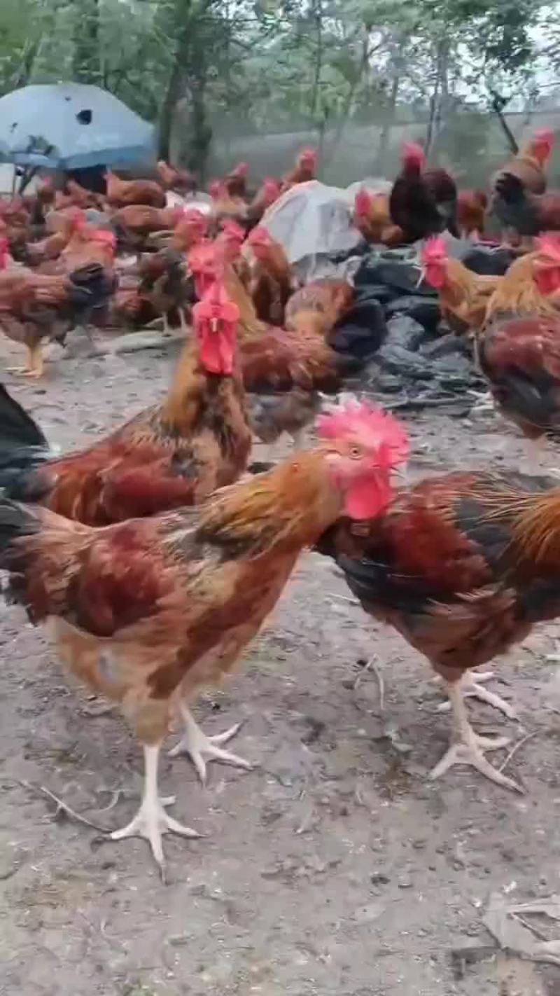 散养大公鸡