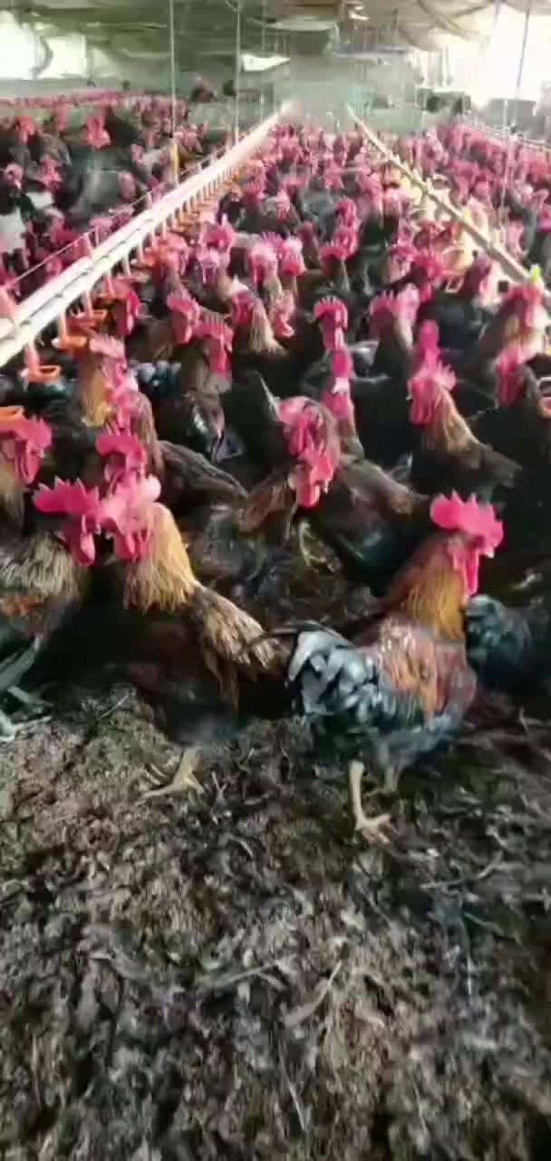 散养大公鸡