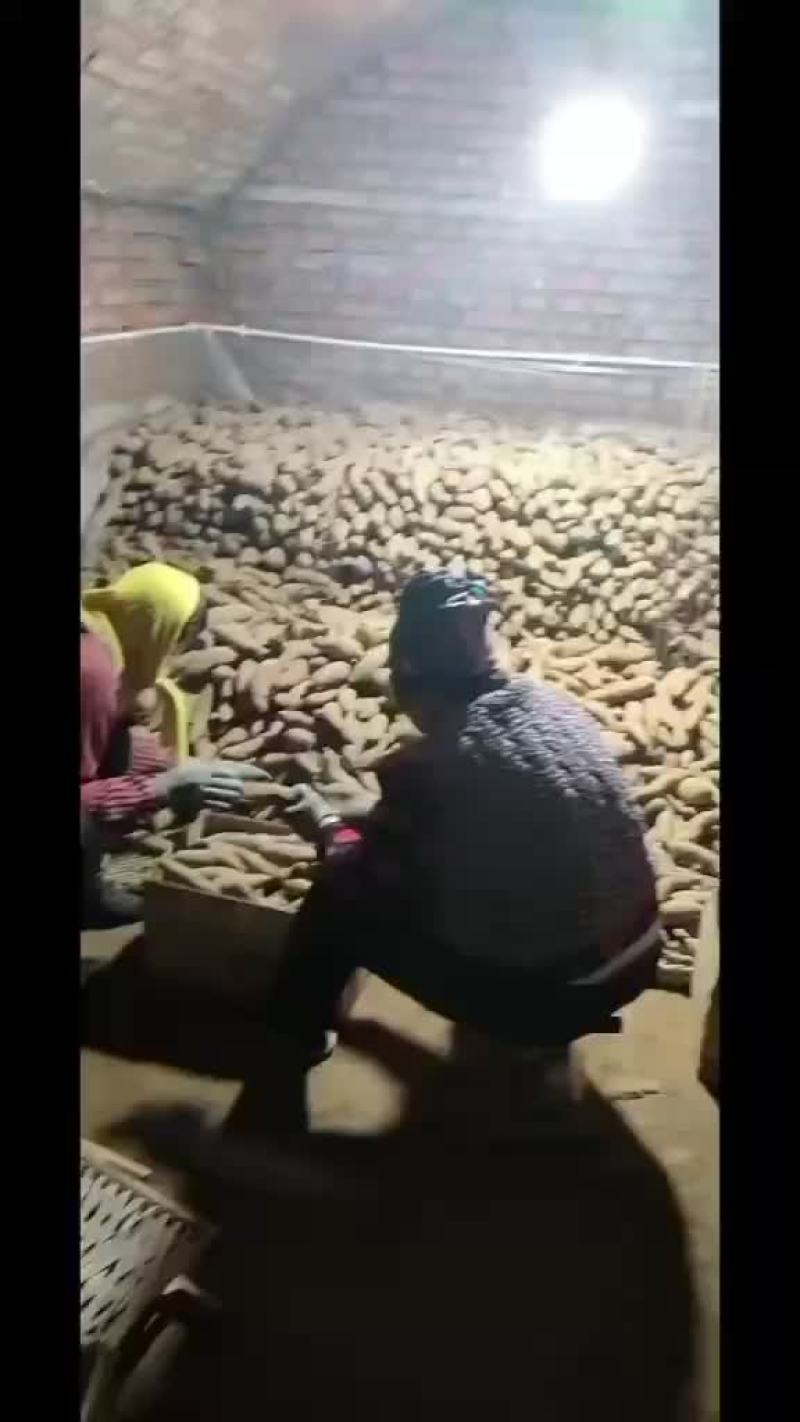 精品紫罗兰