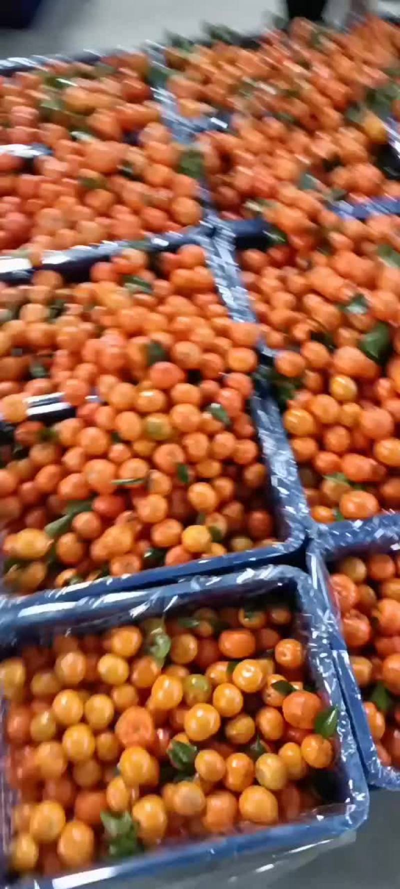 专业代办广西沙糖桔
