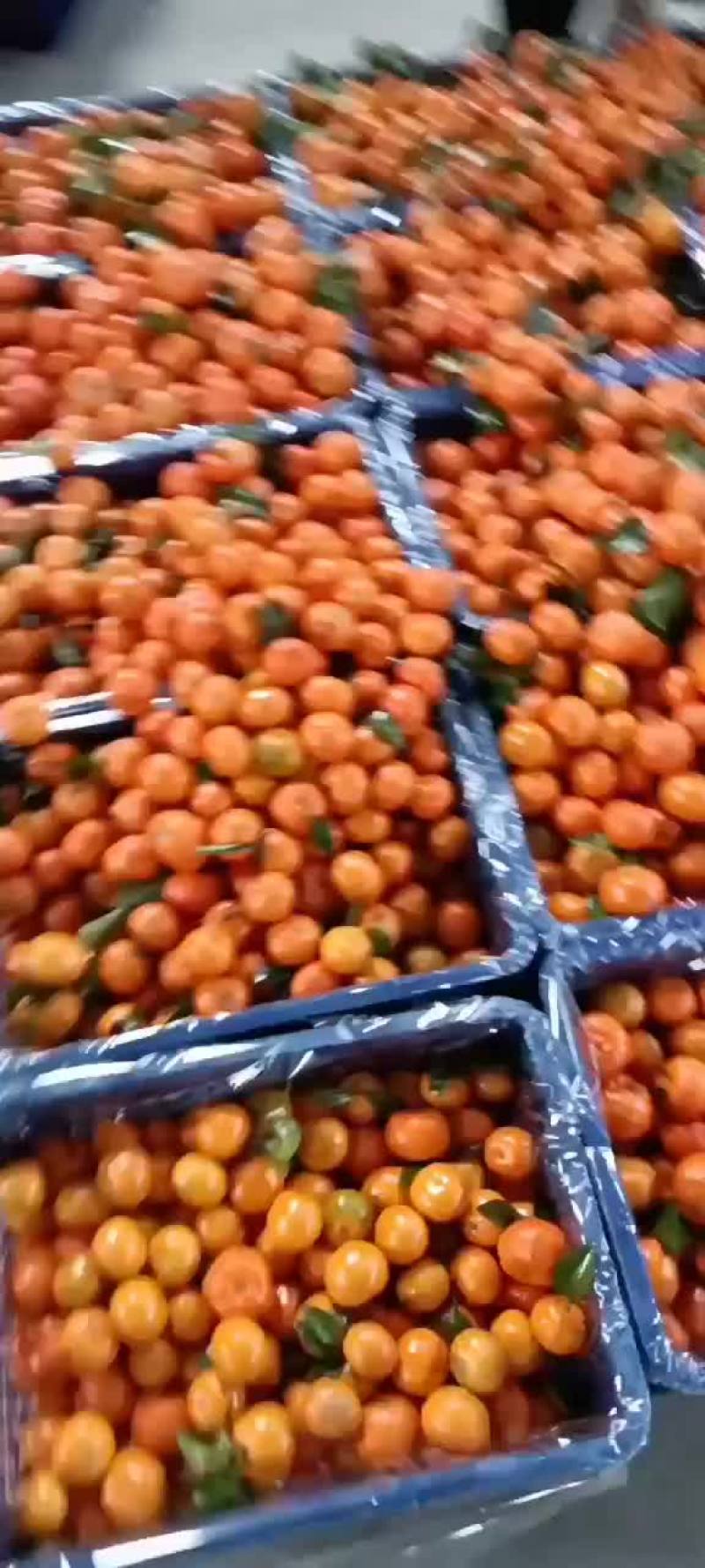 专业代办广西沙糖桔