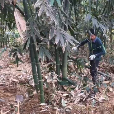 麻竹笋