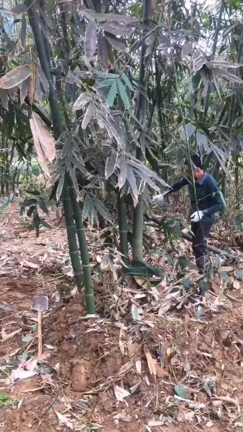 麻竹笋