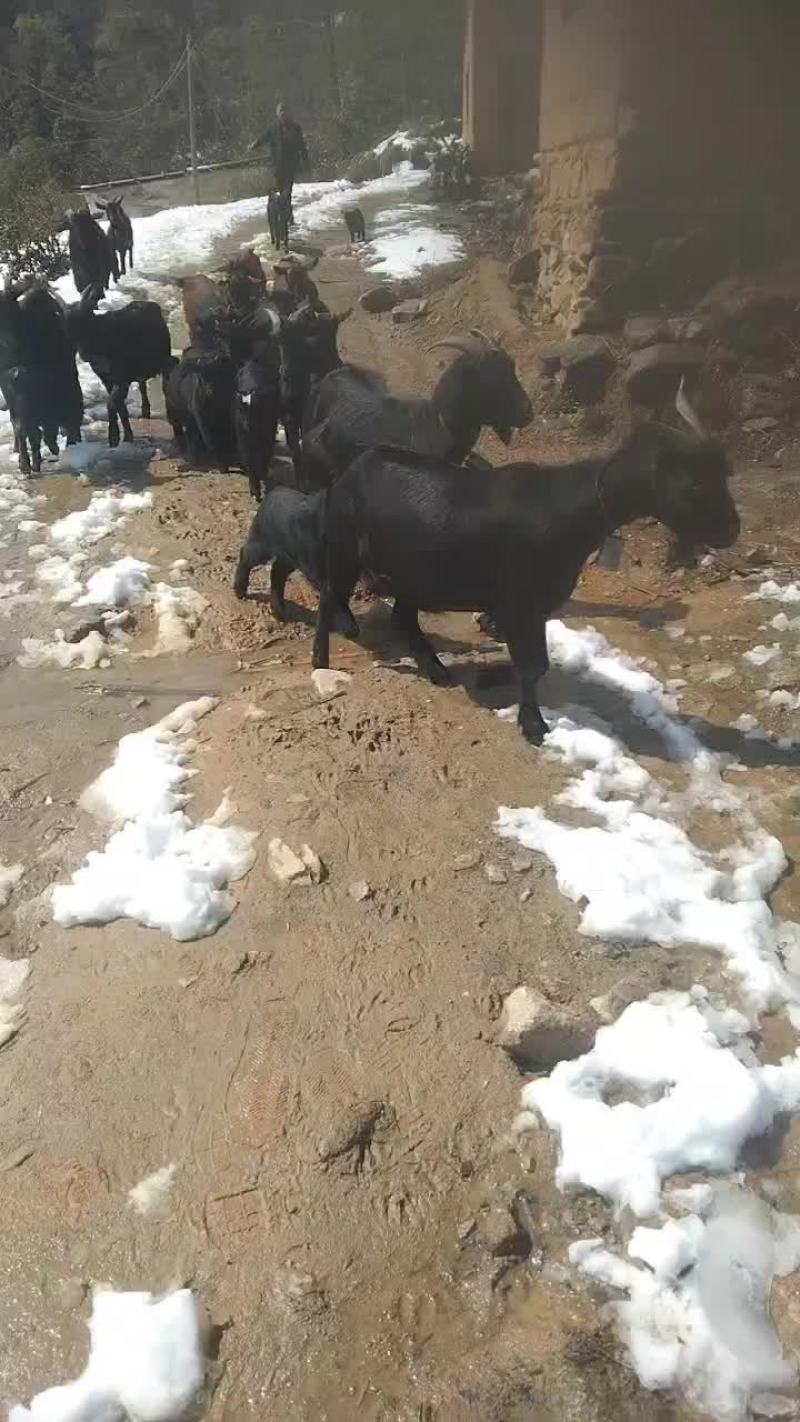 九江本地山羊