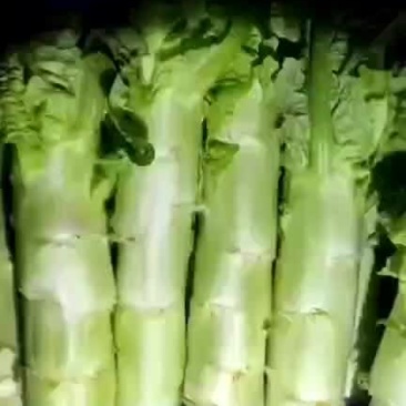 莴笋