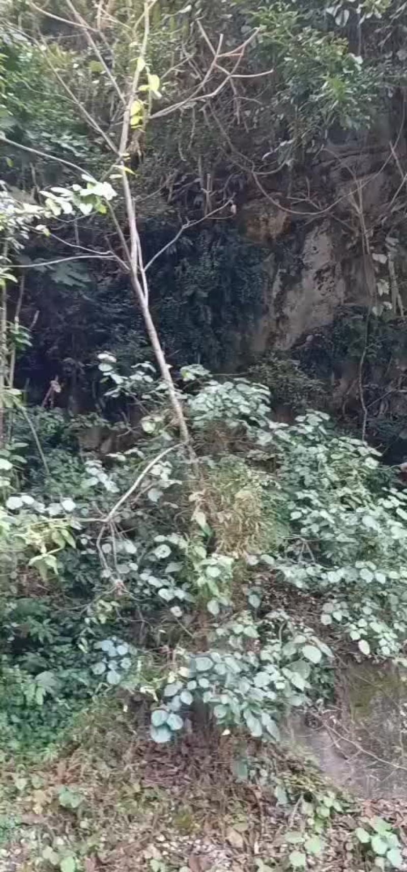 野生石柑子要货下单现挖现卖