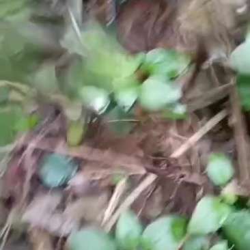 野生石柑子要货下单现挖现卖