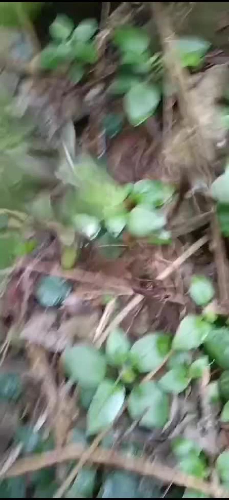 野生石柑子要货下单现挖现卖