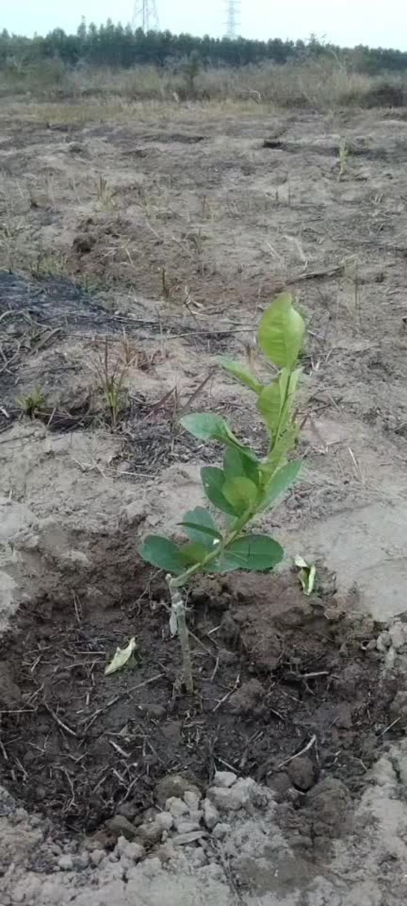 柠檬