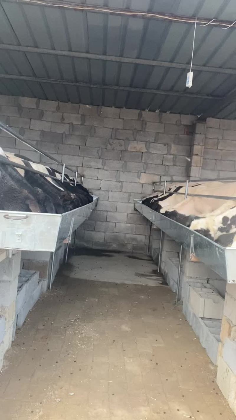 绵羊品种黑头杜波羊投胎怀孕母羊杜寒杂交