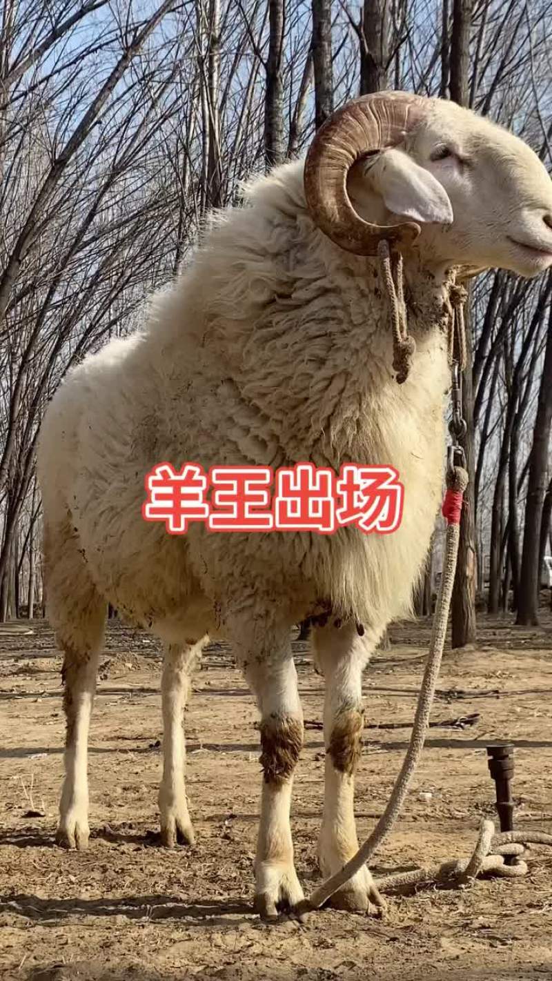 小尾寒羊种公羊精品小尾寒羊小尾寒羊母羔