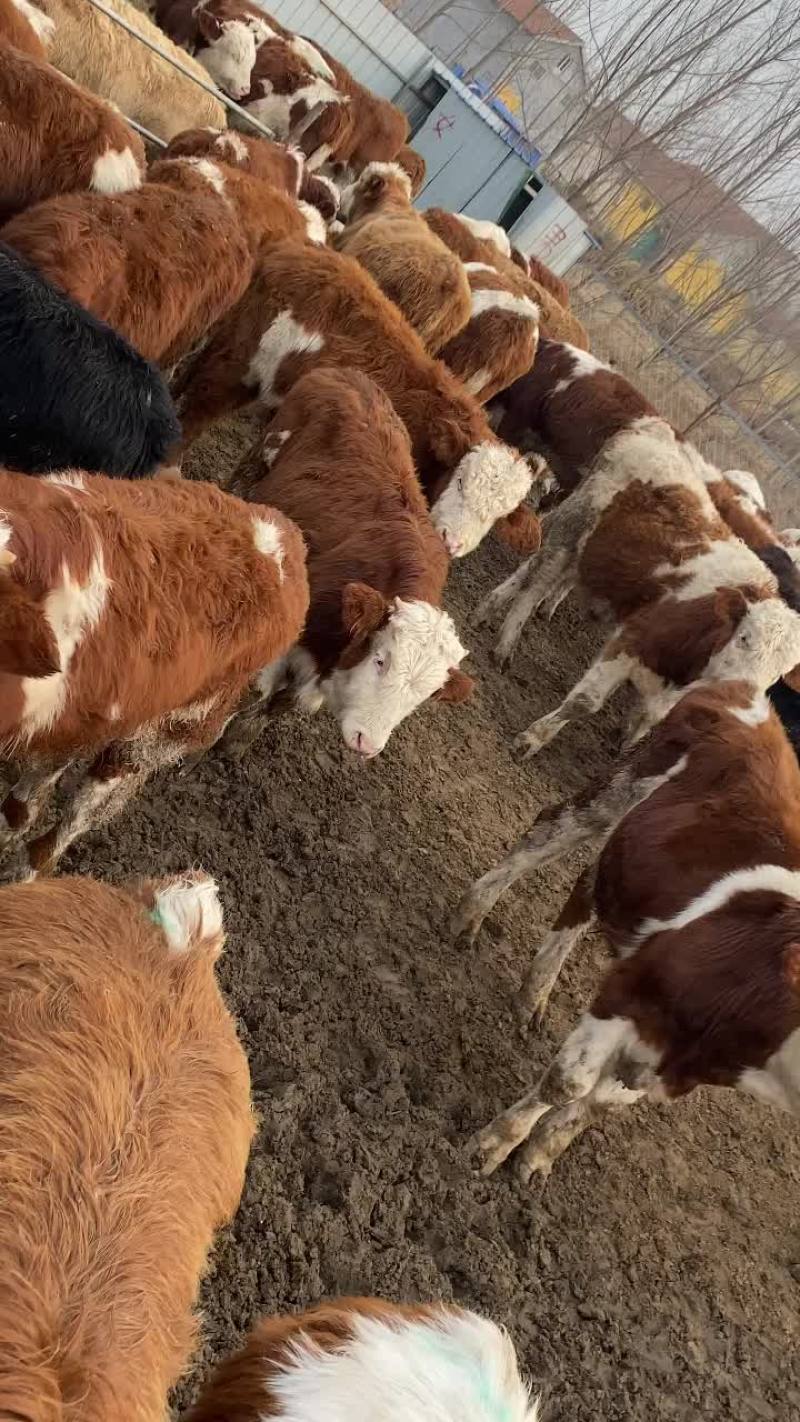 西门塔尔牛西门塔肉牛犊西门塔怀孕母牛