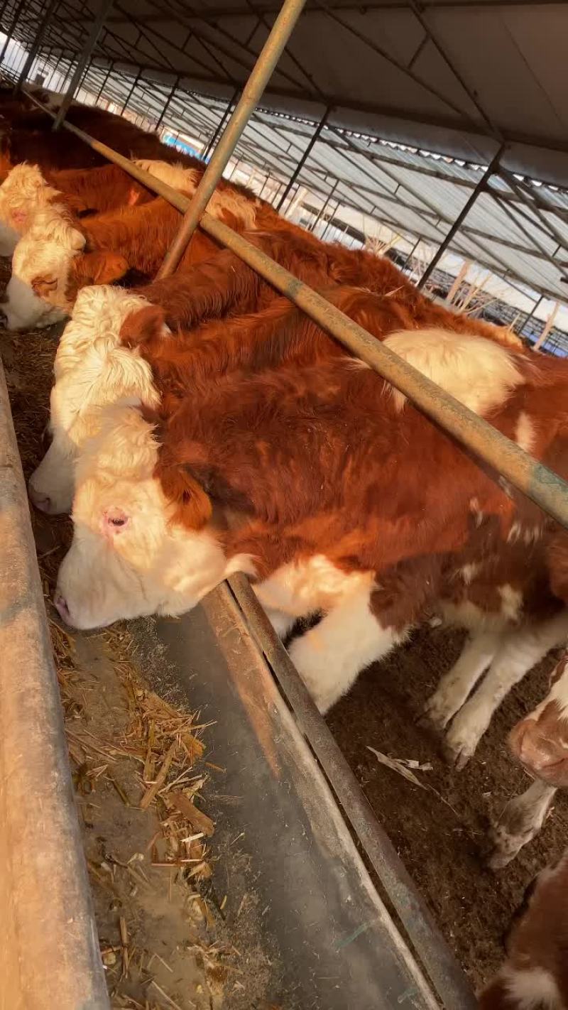 西门塔尔牛西门塔肉牛犊西门塔怀孕母牛