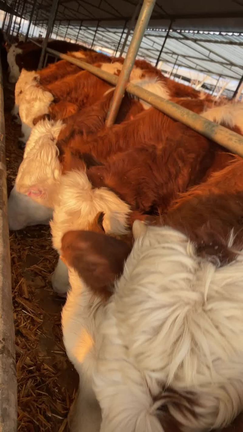 西门塔尔牛西门塔肉牛犊西门塔怀孕母牛
