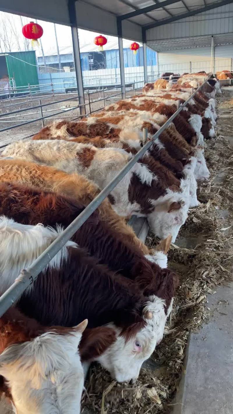 西门塔尔牛西门塔肉牛犊西门塔怀孕母牛