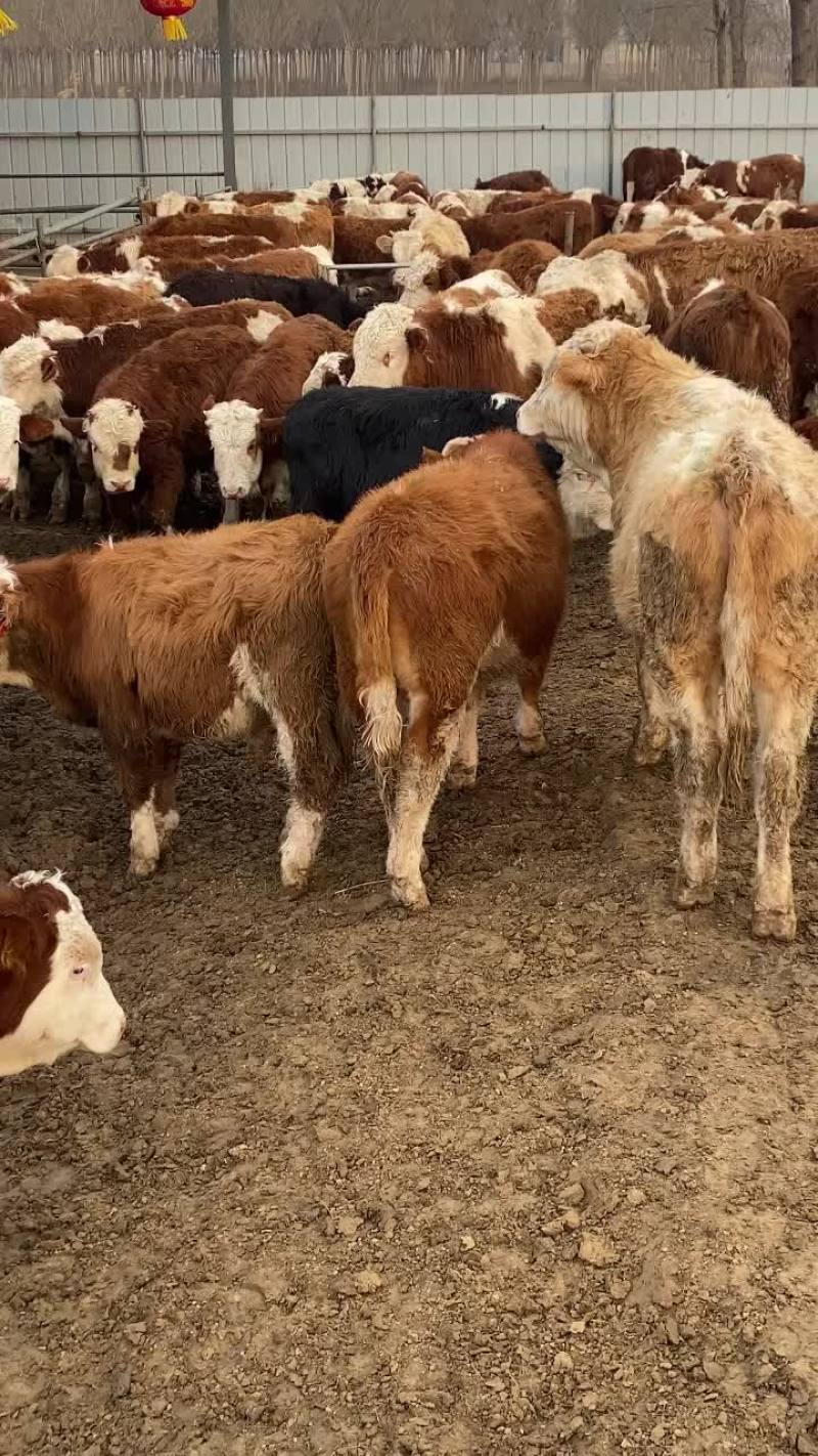 西门塔尔牛西门塔肉牛犊西门塔怀孕母牛