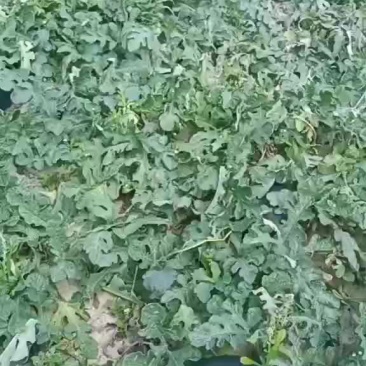 黑美人
