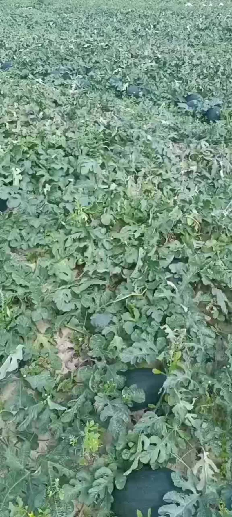 黑美人