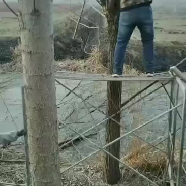风景树柳树