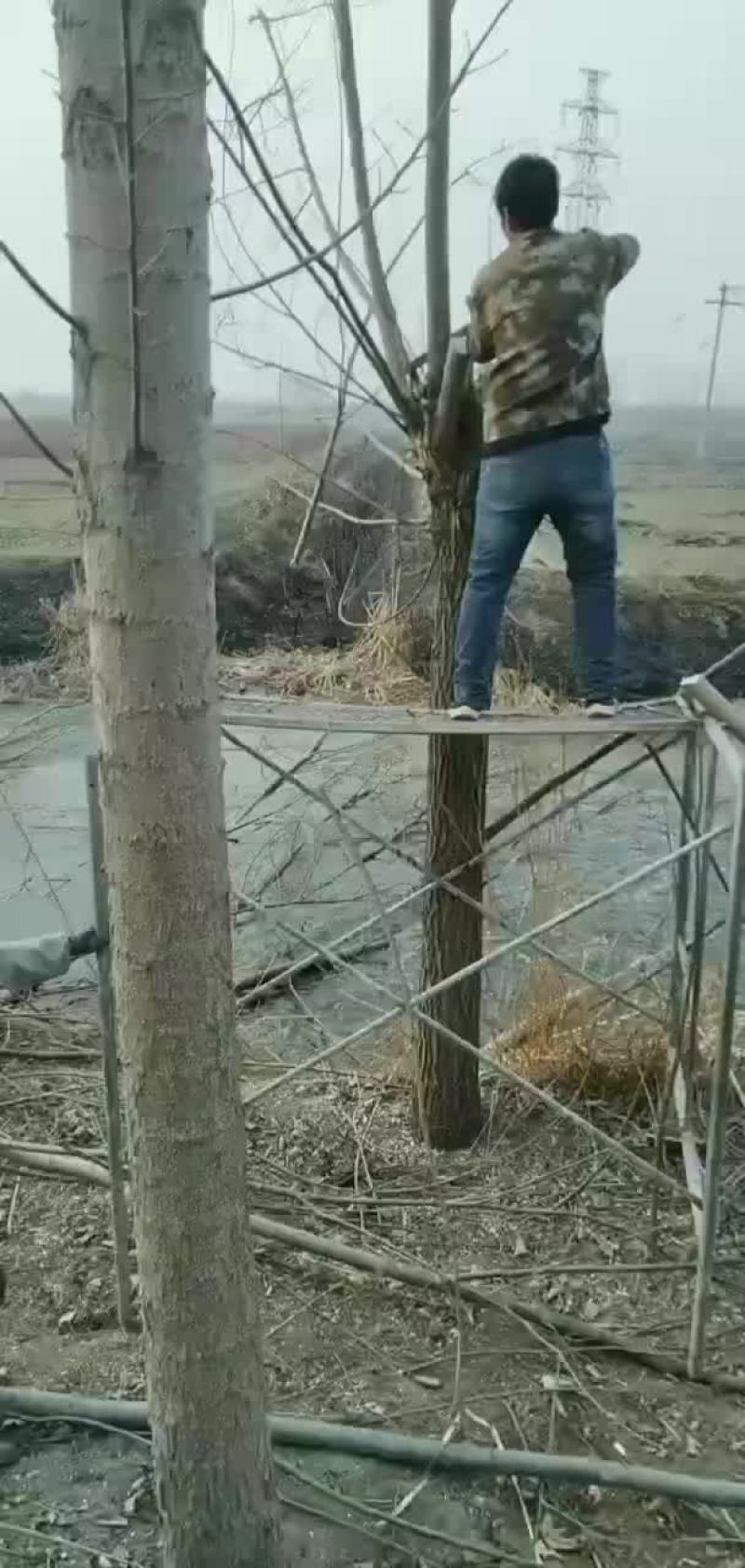 风景树柳树