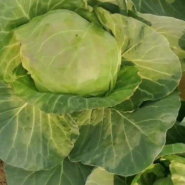 甘蓝