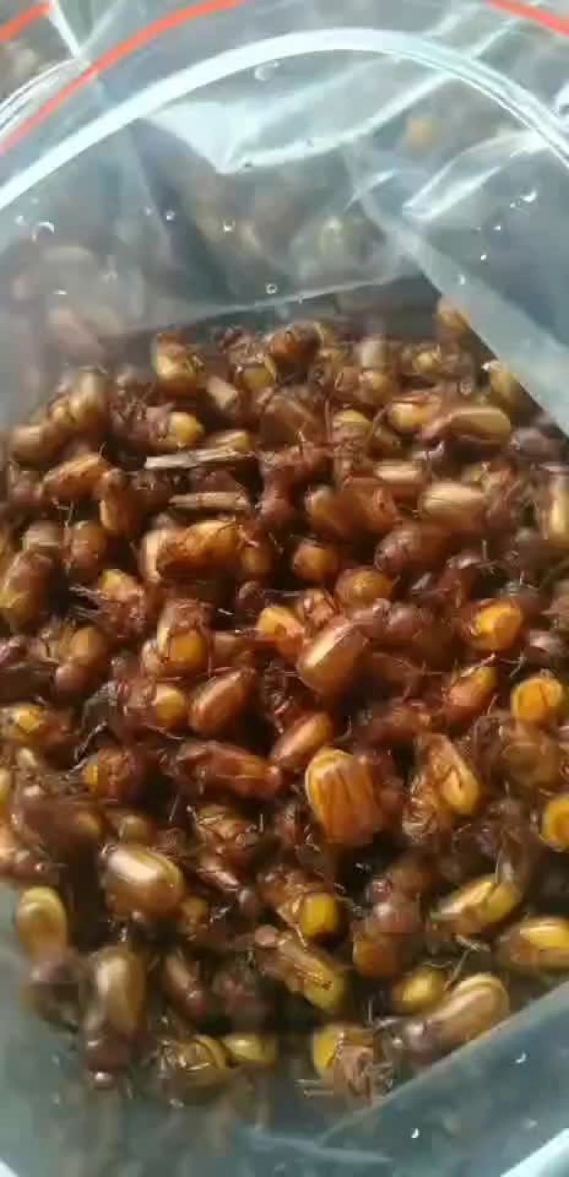 金龟子，苍虫，胖小孩