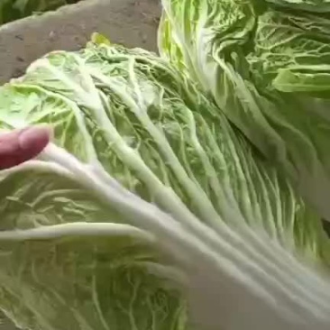精品库存白菜，净菜上车，绿，净，大