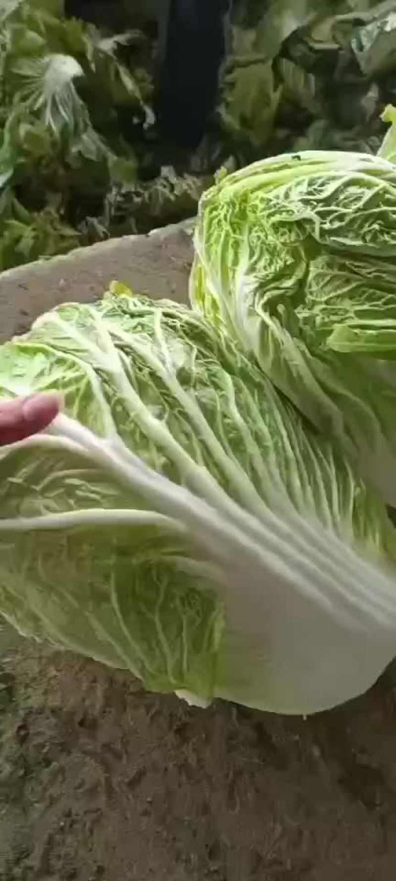 精品库存白菜，净菜上车，绿，净，大