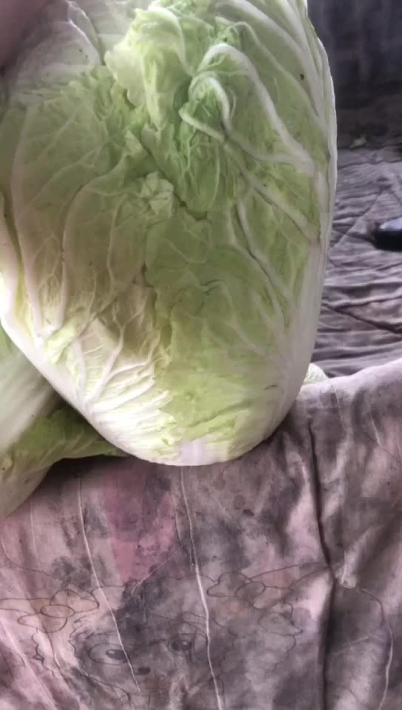 精品库存白菜，净菜上车，绿，净，大