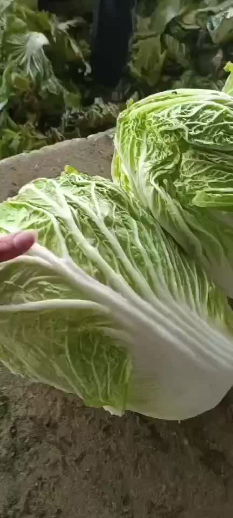 精品库存白菜，净菜上车，绿，净，大