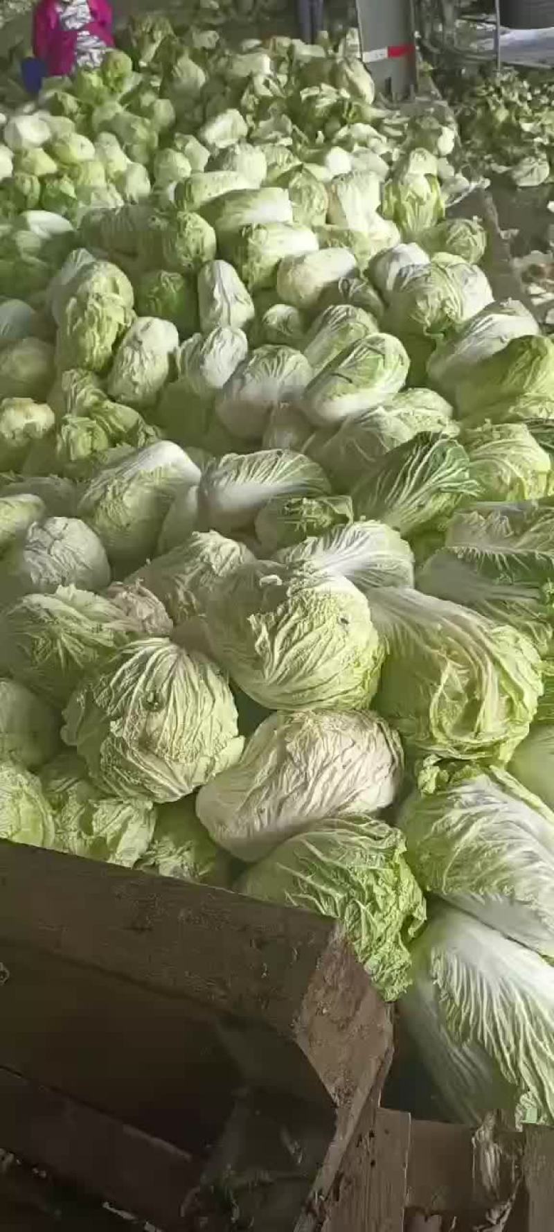 精品库存白菜，净菜上车，绿，净，大