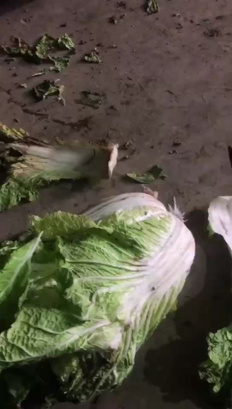 精品库存白菜，净菜上车，绿，净，大