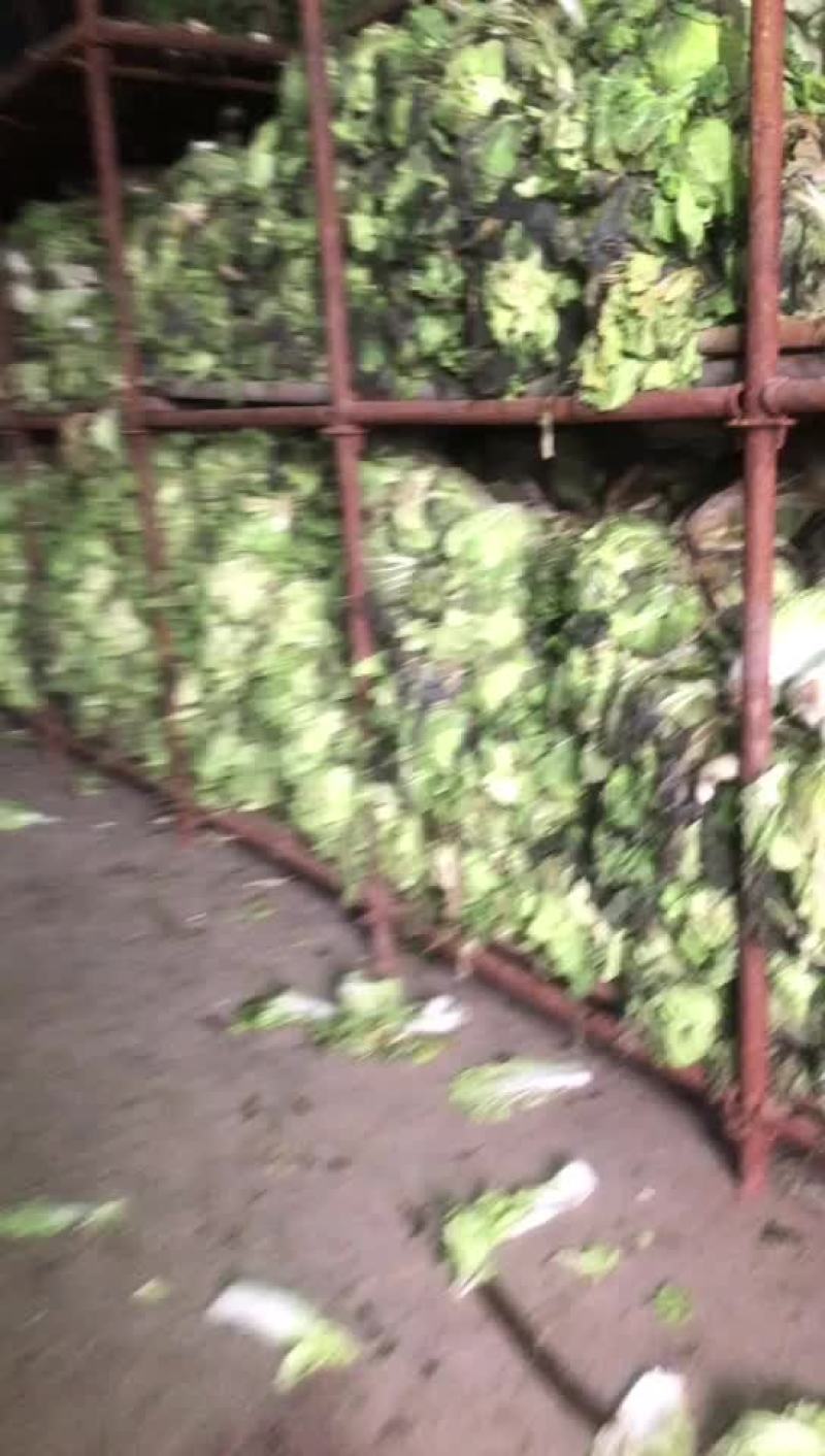 精品库存白菜，净菜上车，绿，净，大