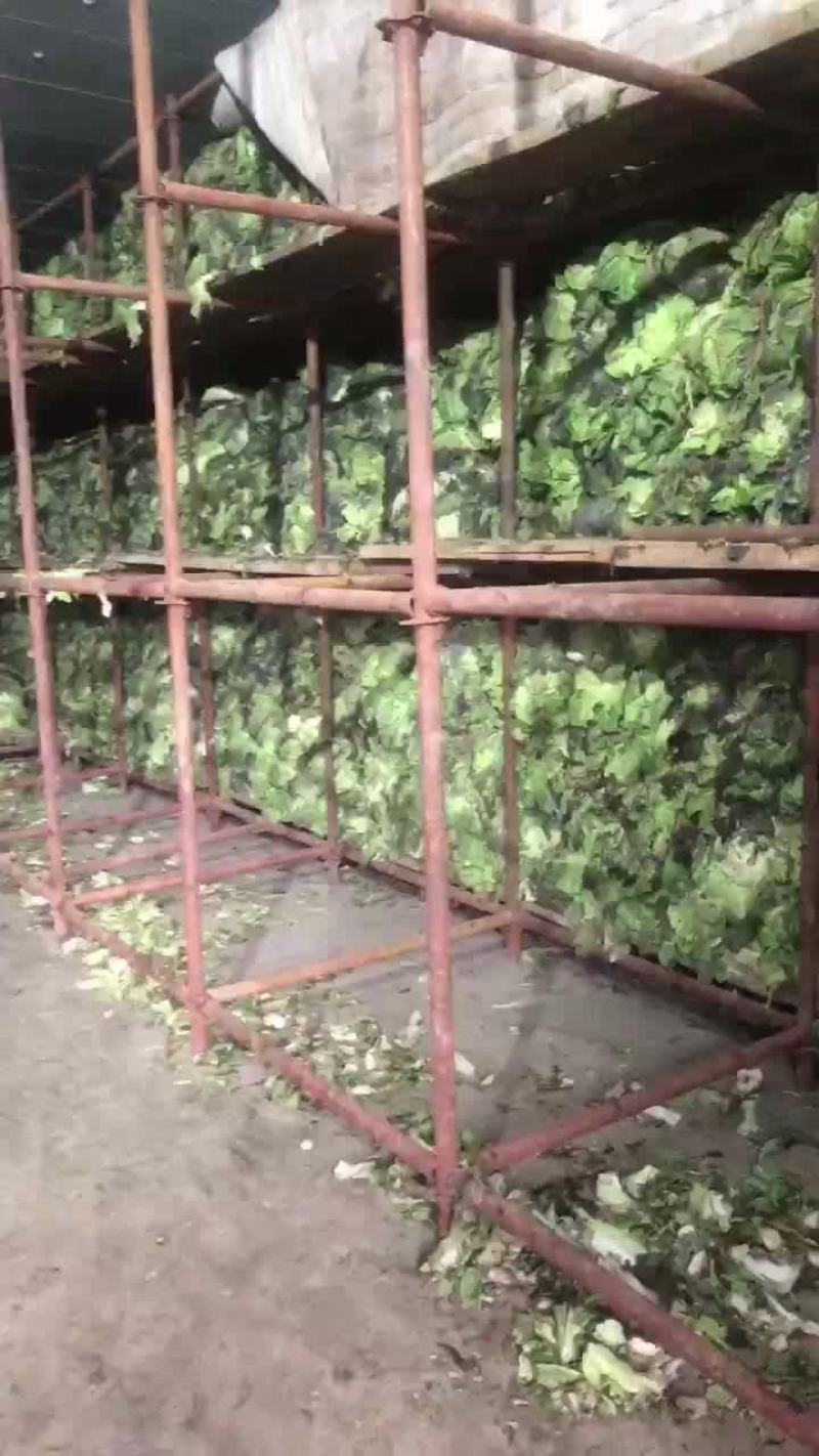 精品库存白菜，净菜上车，绿，净，大
