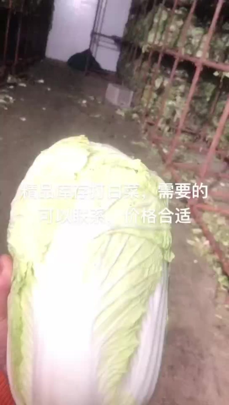 精品库存白菜，净菜上车，绿，净，大
