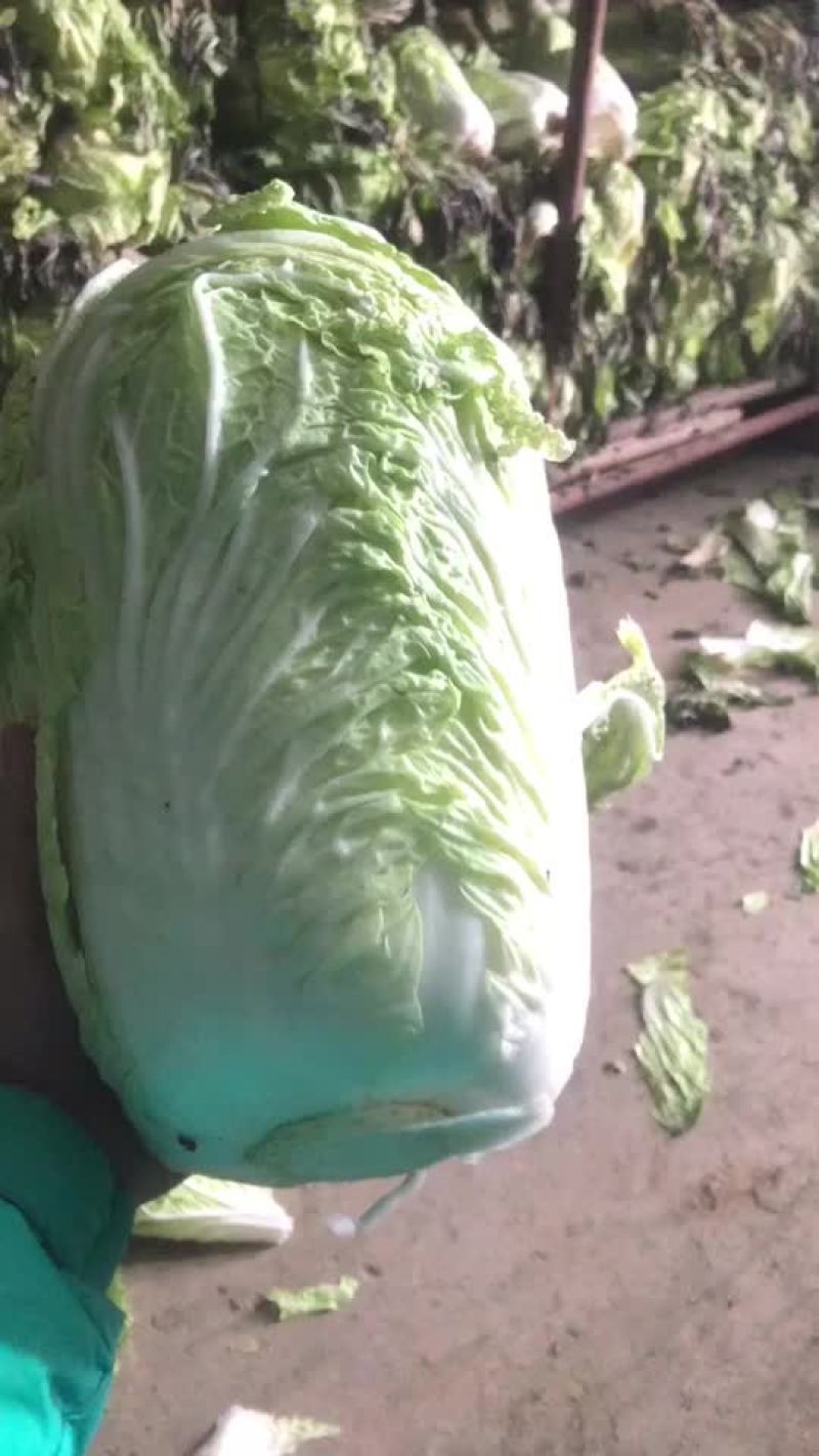 精品库存白菜，净菜上车，绿，净，大