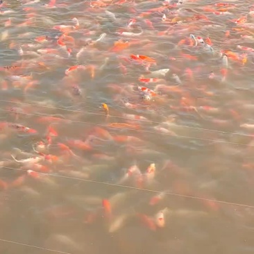 锦鲤