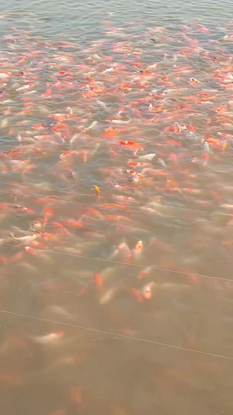 锦鲤