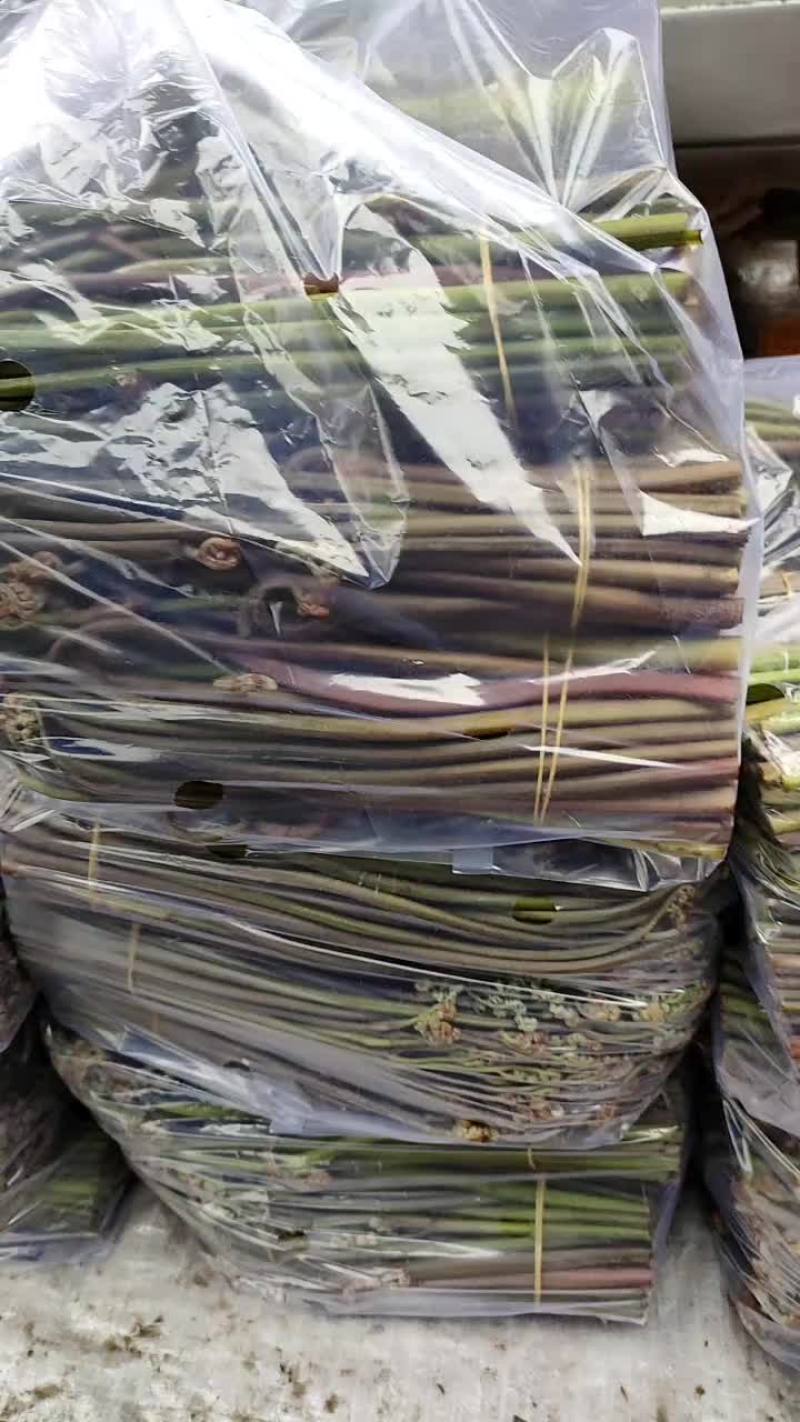 天天大量收购甜蕨