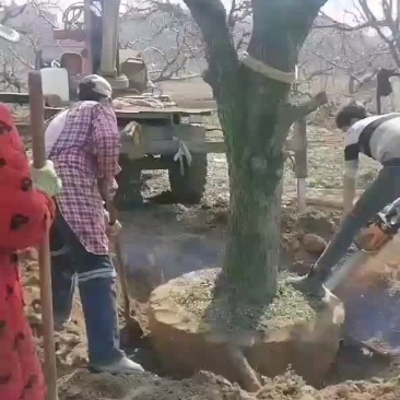 大量处理老梨树，20到30公分，树型好，价格低，裸根土球
