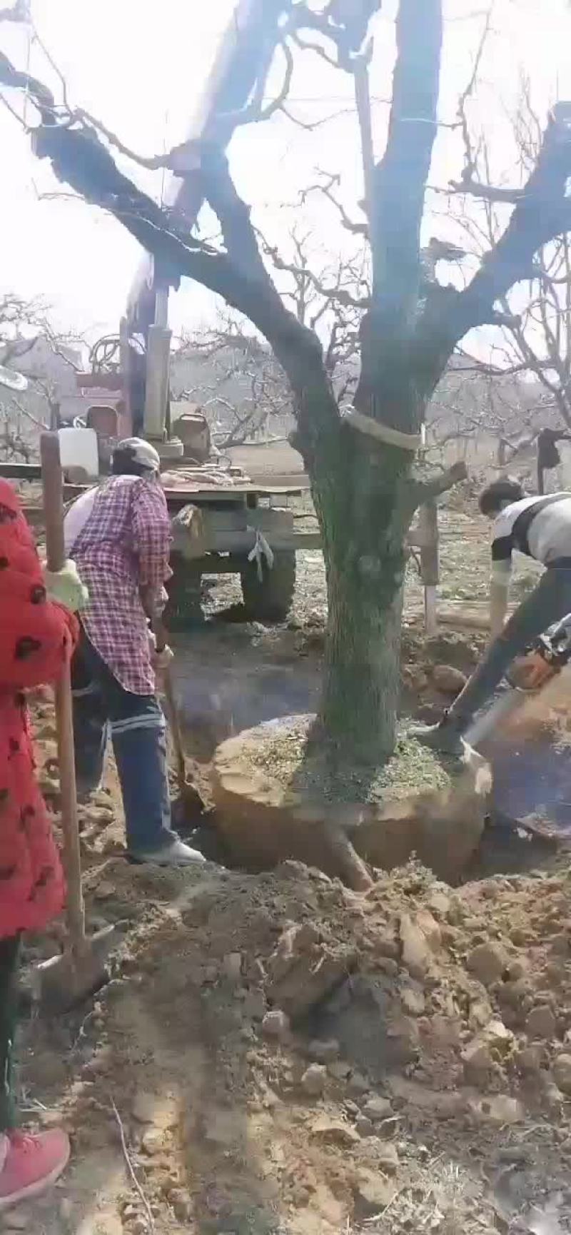 大量处理老梨树，20到30公分，树型好，价格低，裸根土球