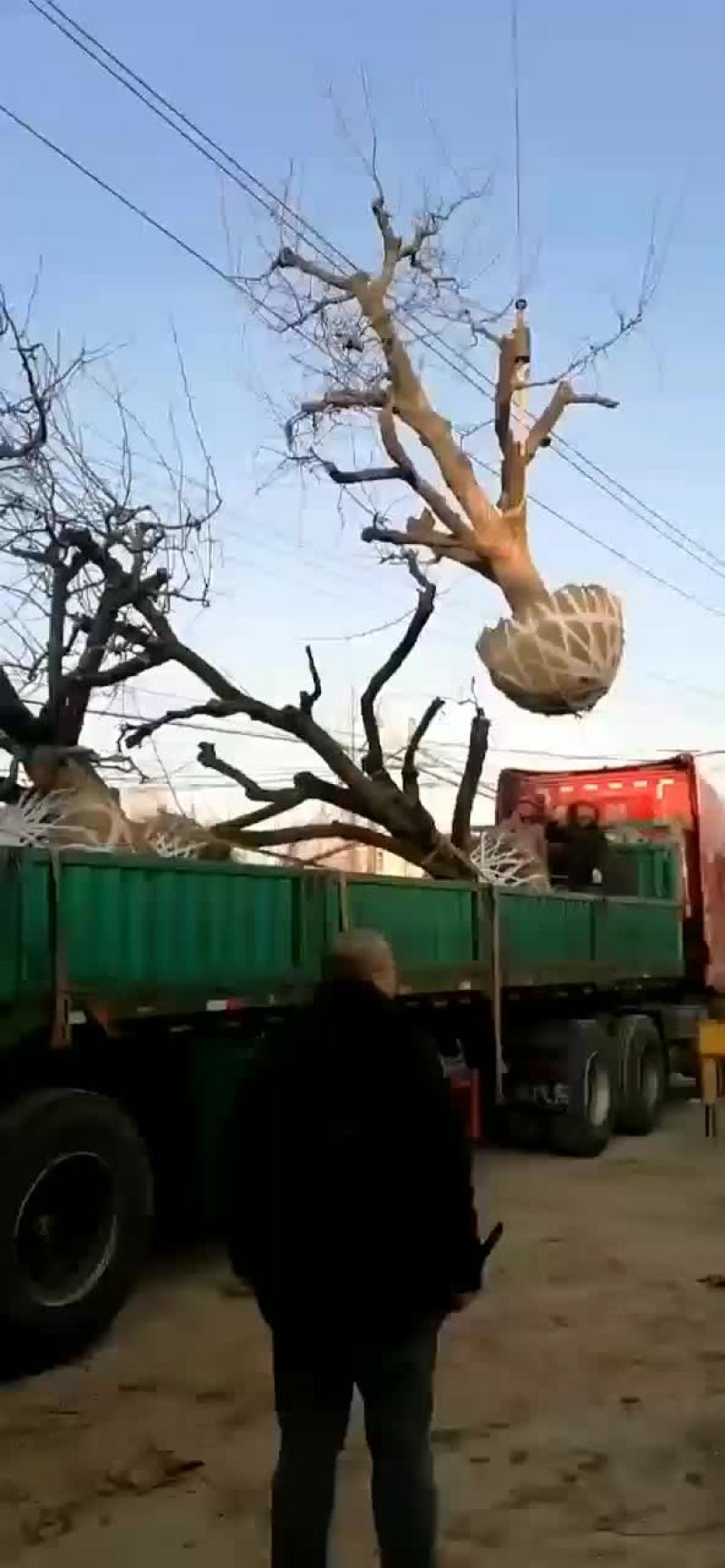 大量处理老梨树，20到30公分，树型好，价格低，裸根土球