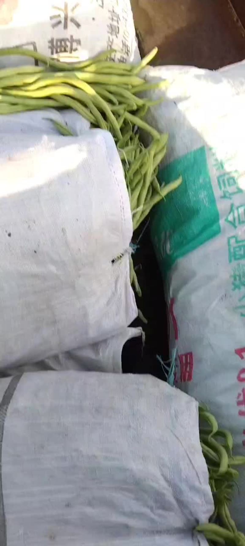 芸豆大量上市